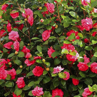 Camellia Burgundy Flower seeds for Planting - Pollinator Friendly, Heirloom & GMO Free Seeds for Home Garden