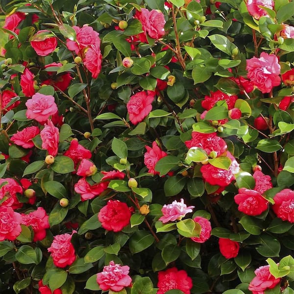 Camellia Burgundy Flower seeds for Planting - Pollinator Friendly, Heirloom & GMO Free Seeds for Home Garden