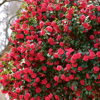 Camellia Burgundy Flower seeds for Planting - Pollinator Friendly, Heirloom & GMO Free Seeds for Home Garden