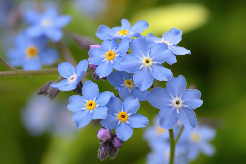 Lavender Myosotis Sylvatica Flower seeds for Planting Cottage Garden Essential Heirloom & GMO Free Seeds for Home Garden
 
 Sale