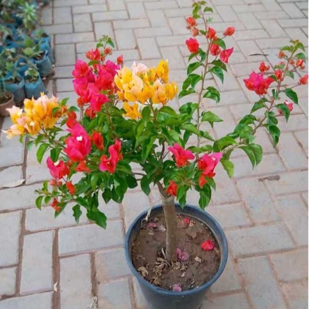 Burgundy Bougainvillea Flower Seeds for Planting – Compact Growth Heirloom & NonGMO Seeds for Home Garden
 
 Sale
