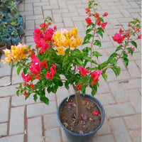 Burgundy Bougainvillea Flower Seeds for Planting – Compact Growth Heirloom & NonGMO Seeds for Home Garden
 
 Sale