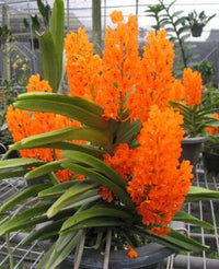 Orange Ascocentrum Flower seeds for Planting - Pollinator Friendly, Heirloom & GMO Free Seeds for Home Garden