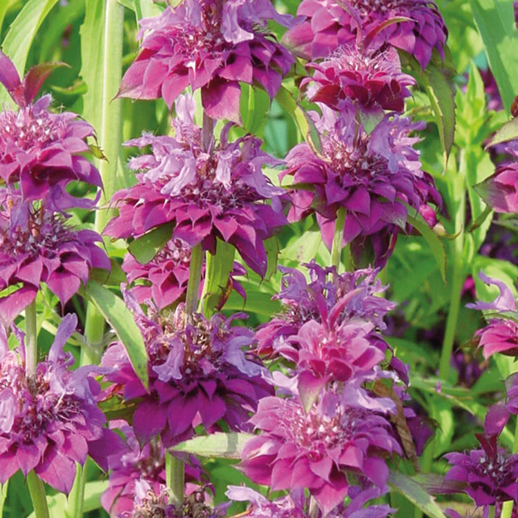 Monarda Hybrida Flower seeds for Planting - Perfect for Borders, Heirloom & GMO Free Seeds for Home Garden