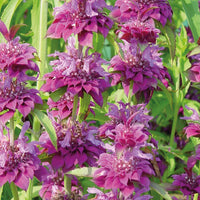 Monarda Hybrida Flower seeds for Planting - Perfect for Borders, Heirloom & GMO Free Seeds for Home Garden