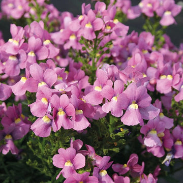 Pink Nemesia Poetry Seeds for Planting - Easy to Grow Flower Seeds for Stunning Spring Garden Blooms