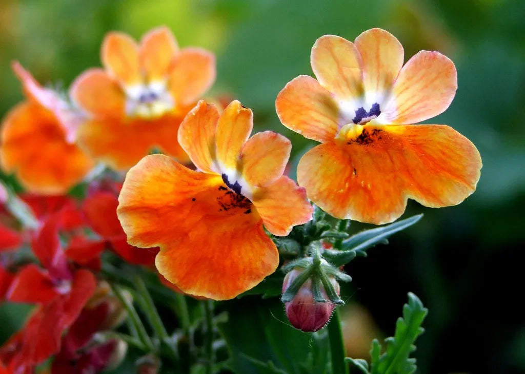 Mixed Nemesia Flower seeds for Planting Garden Favorite Heirloom & GMO Free Seeds for Home Garden 
 
 Sale