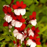 Nemesia Strumosa Flower seeds for Planting Shade Tolerant Heirloom & GMO Free Seeds for Home Garden 
 
 Sale