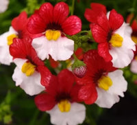 Nemesia Strumosa Flower seeds for Planting Shade Tolerant Heirloom & GMO Free Seeds for Home Garden 
 
 Sale
