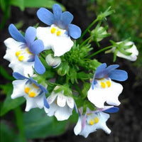 Blue White Nemesia Flower seeds for Planting Shade Tolerant Heirloom & GMO Free Seeds for Home Garden 
 
 Sale