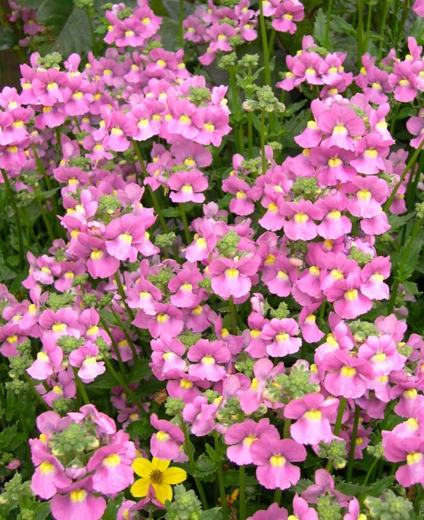 Nemesia Flower seeds for Planting - Fragrant Blossoms, Heirloom & GMO Free Seeds for Home Garden