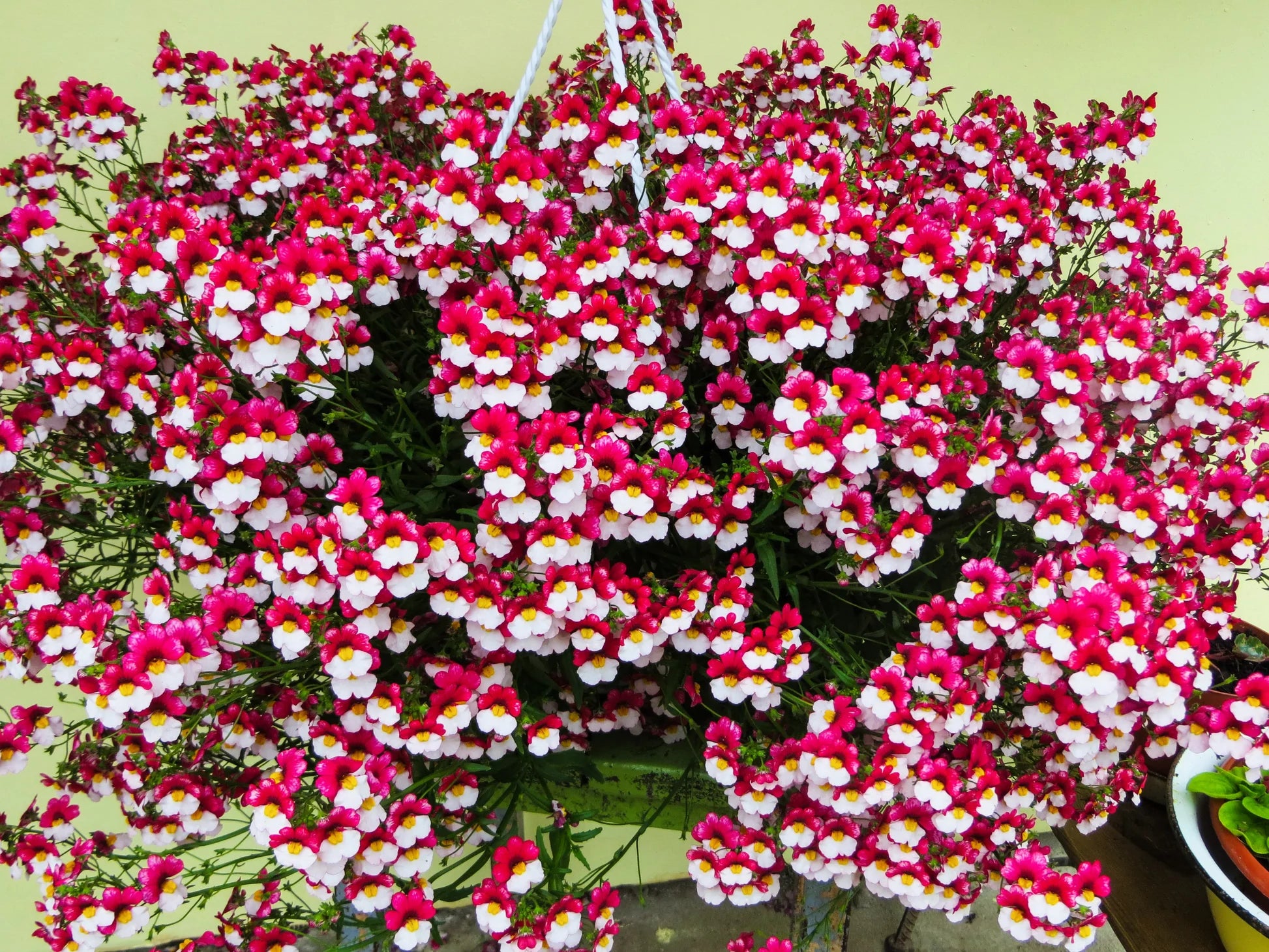Red White Nemesia Strumosa Flower seeds for Planting - Sun Loving, Heirloom & GMO Free Seeds for Home Garden