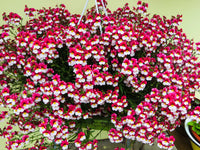 Red White Nemesia Strumosa Flower seeds for Planting - Sun Loving, Heirloom & GMO Free Seeds for Home Garden