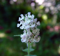 Catnip Nepeta Flower seeds for Planting Hardy Variety Heirloom & GMO Free Seeds for Home Garden 
 
 Sale