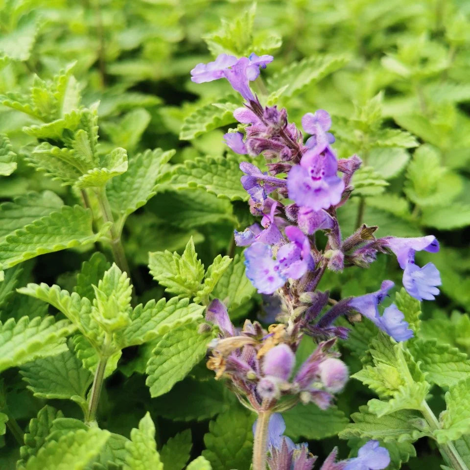 Persian Catmint Flower seeds for Planting Fragrant Blossoms Heirloom & GMO Free Seeds for Home Garden