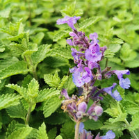 Persian Catmint Flower seeds for Planting Fragrant Blossoms Heirloom & GMO Free Seeds for Home Garden