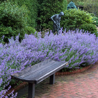 Violet Catmint Seeds for Easy Planting