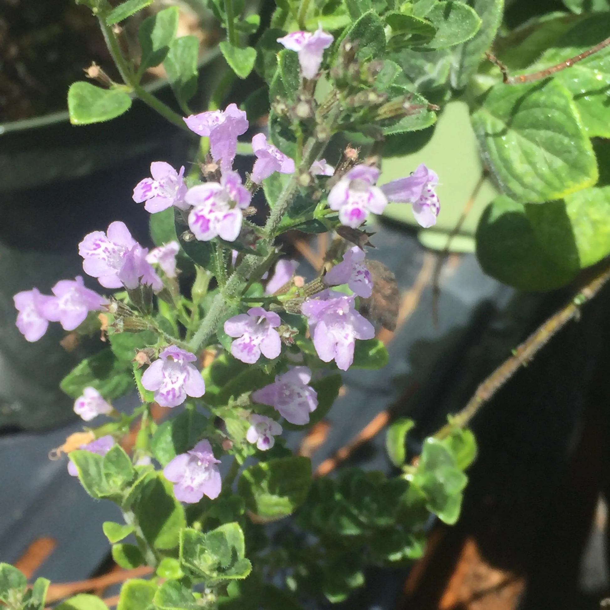 Nepitella seeds Calamintha nepeta ornamental herb