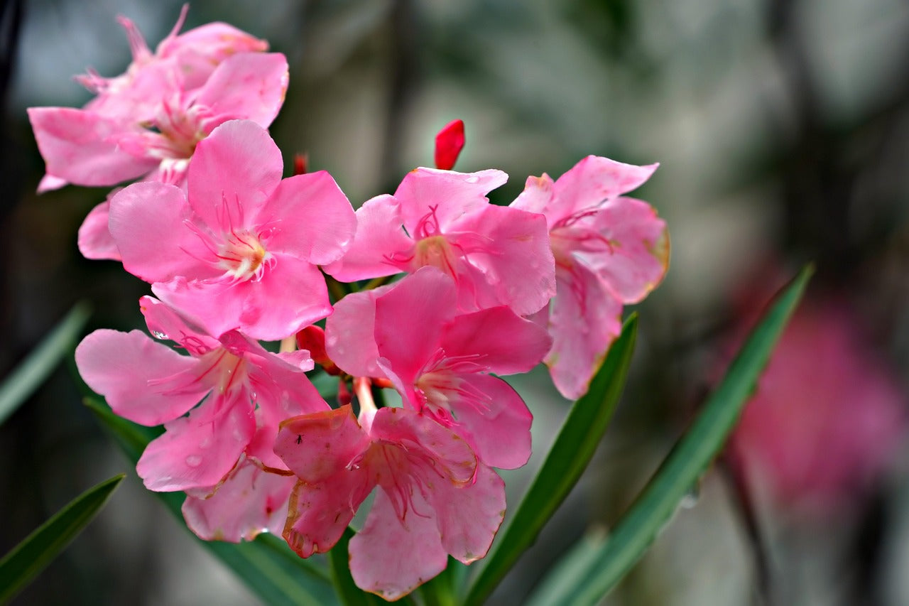 Nerium Flower seeds for Planting Pollinator Friendly Heirloom & GMO Free Seeds for Home Garden