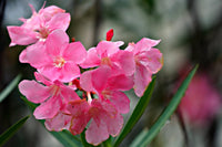 Nerium Flower seeds for Planting Pollinator Friendly Heirloom & GMO Free Seeds for Home Garden