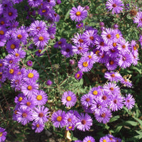Purple Aster Novae Angliae Flower seeds for Planting Sun Loving Heirloom & GMO Free Seeds for Home Garden
 
 Sale