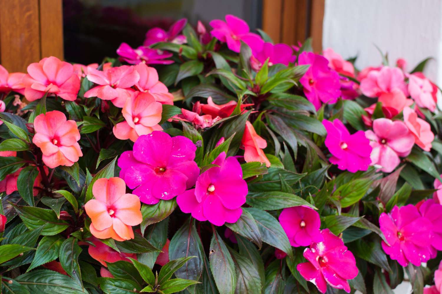 Impatiens Flower seeds for Planting Wildflower Mix Heirloom & GMO Free Seeds for Home Garden