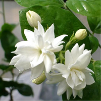 Jasmine Flower seeds for Planting - Colorful Display, Heirloom & GMO Free Seeds for Home Garden