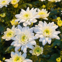 White Yellow Chrysanthemum Flower seeds for Planting - Bright Blooms, Heirloom & GMO Free Seeds for Home Garden