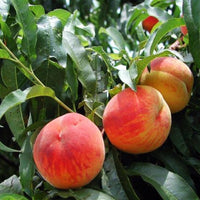 Red Aadoo Fruit Seeds for Planting | Grow Delicious Homegrown Fruits