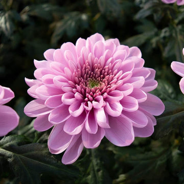 Chrysanthemum Purple White Flower seeds for Planting - Wildflower Mix, Heirloom & GMO Free Seeds for Home Garden