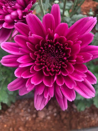 Deep Pink Chrysanthemum Flower seeds for Planting - Pollinator Friendly, Heirloom & GMO Free Seeds for Home Garden