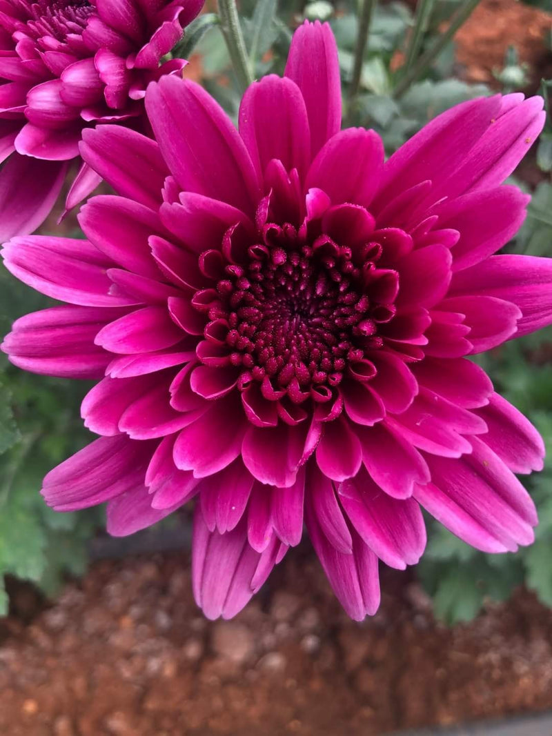 Deep Pink Chrysanthemum Flower seeds for Planting - Pollinator Friendly, Heirloom & GMO Free Seeds for Home Garden