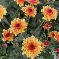 Orange Chrysanthemum Flower seeds for Planting Wildflower Mix Heirloom & GMO Free Seeds for Home Garden 
 
 Sale