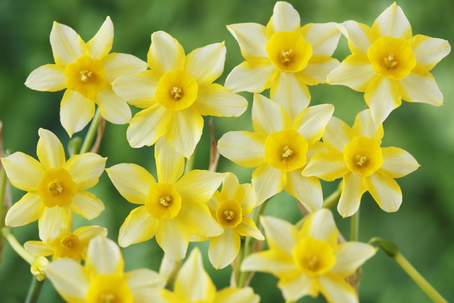 Light Yellow Daffodil Flower Seeds for Planting – Heirloom NonGMO Organic Garden Seeds with High Germination
 
 Sale