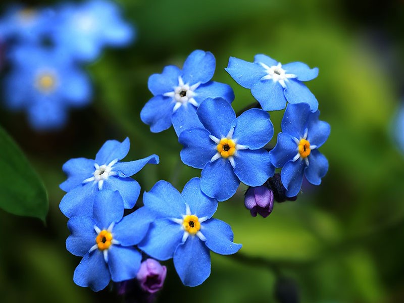 Sky Blue Nezabudka Flower Seeds for Planting Drought Tolerant Heirloom & GMO Free Seeds for Home Garden
 
 Sale