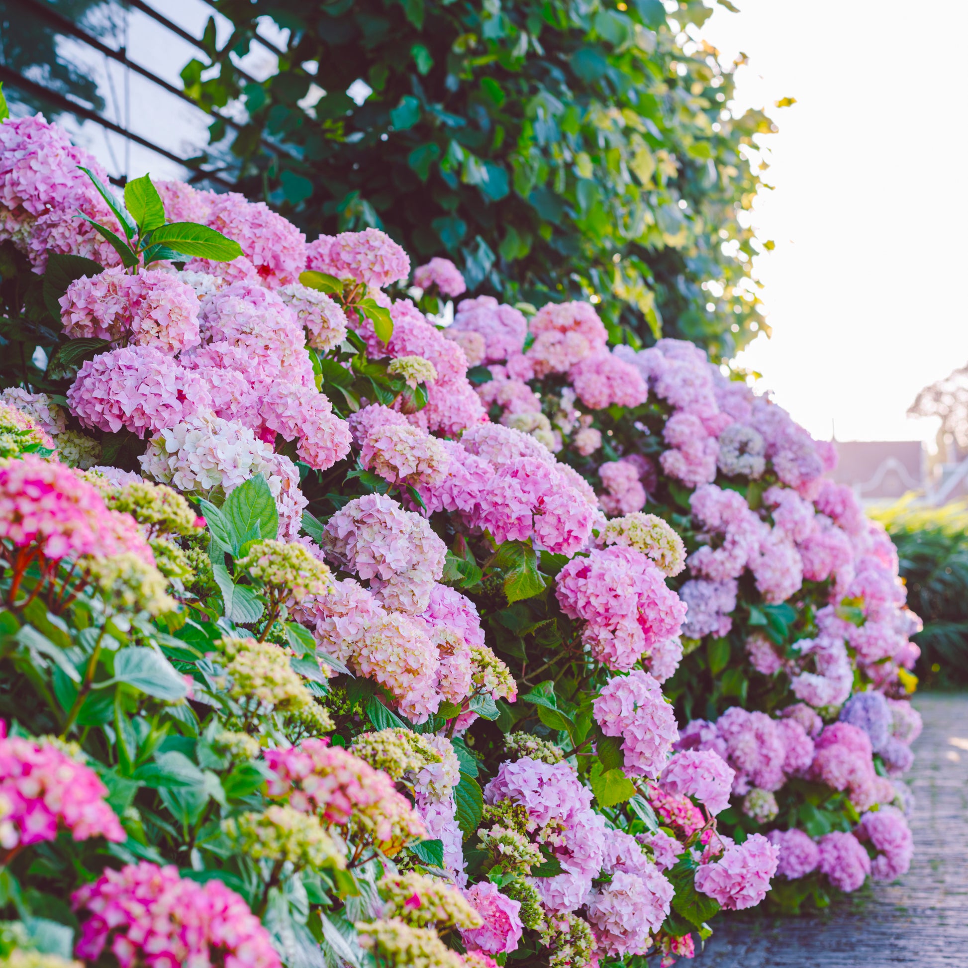 Baby Pink Hydrangea Flower seeds for Planting Premium Quality Heirloom & GMO Free Seeds for Home Garden 
 
 Sale