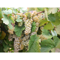Clusters of ripe Niagara white grapes