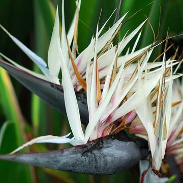 White Strelitzia Reginae House Flower seeds for Planting - Fragrant Blossoms, Heirloom & GMO Free Seeds for Home Garden