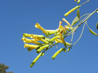 Nicotiana glauca growing in full sun garden bed