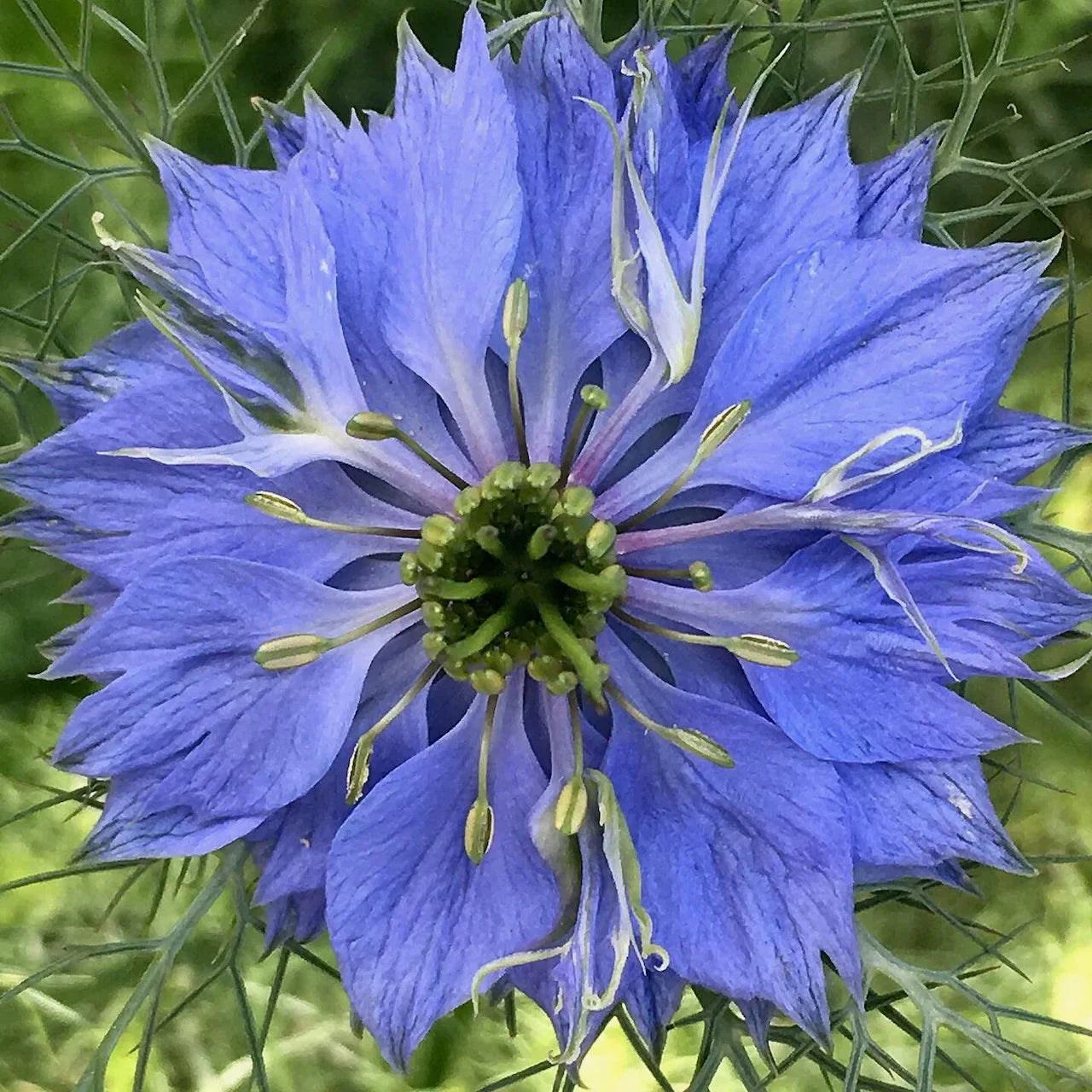 Mixed Nigella Damascena Seeds  Easy to Grow Flower Seeds