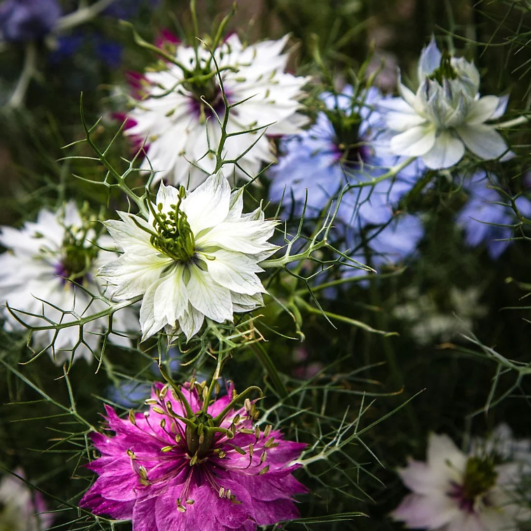 Mixed Nigella Damascena Flower seeds for Planting - Colorful Display, Heirloom & GMO Free Seeds for Home Garden