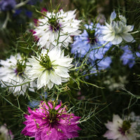 Mixed Nigella Damascena Flower seeds for Planting - Colorful Display, Heirloom & GMO Free Seeds for Home Garden