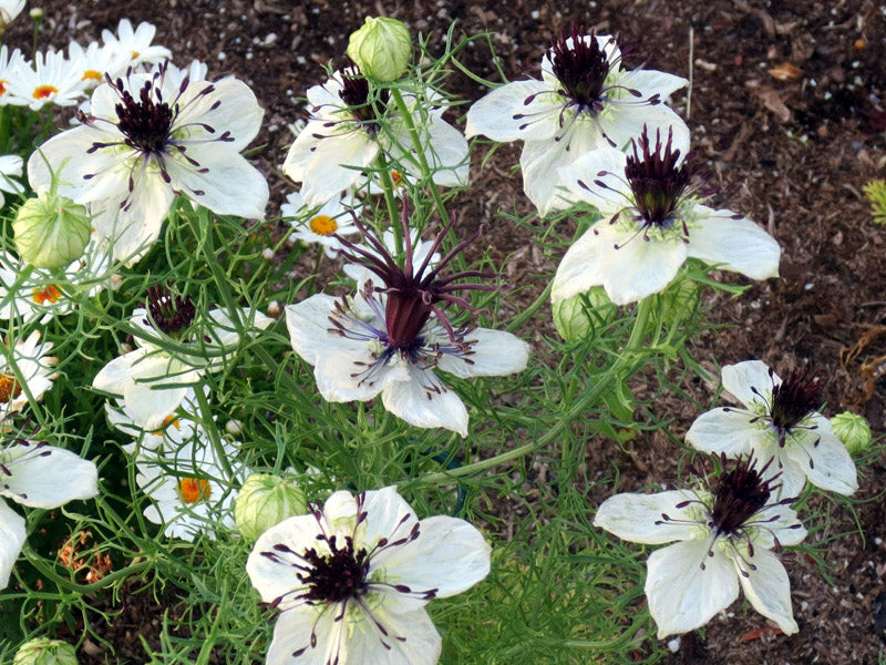 White Nigella African Flower seeds for Planting - Shade Tolerant, Heirloom & GMO Free Seeds for Home Garden