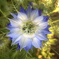 Mixed Nigella Damascena Flower seeds for Planting - Colorful Display, Heirloom & GMO Free Seeds for Home Garden