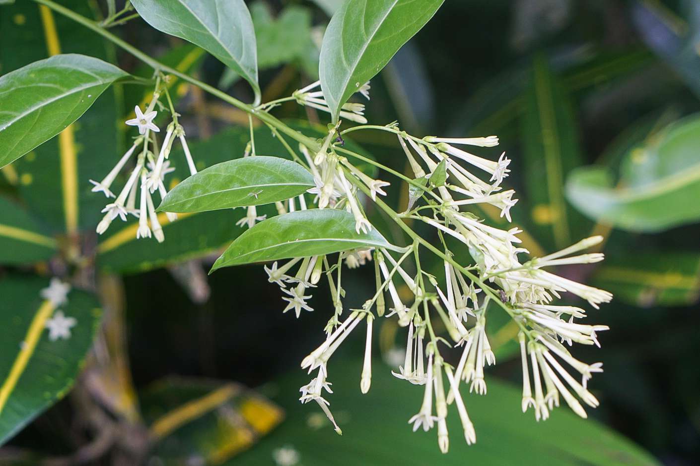 Queen of the Night or Cestrum nocturnum Flower seeds for Planting - Easy to Grow, Heirloom & GMO Free Seeds for Home Garden