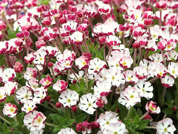 White Pink Zaluzianskya Flower Seeds - Flower seeds for Planting - Vibrant Colors, Heirloom & GMO Free Seeds for Home Garden