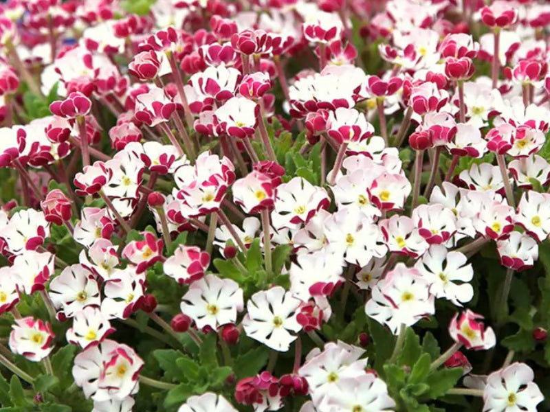 White Pink Zaluzianskya Flower Seeds - Flower seeds for Planting - Vibrant Colors, Heirloom & GMO Free Seeds for Home Garden