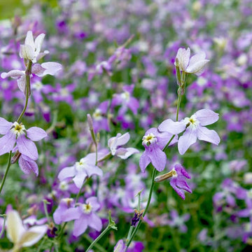 Night Scented Stock seeds for home gardens