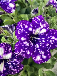 Blue & White Petunia Flower seeds for Planting - Premium Quality, Heirloom & GMO Free Seeds for Home Garden