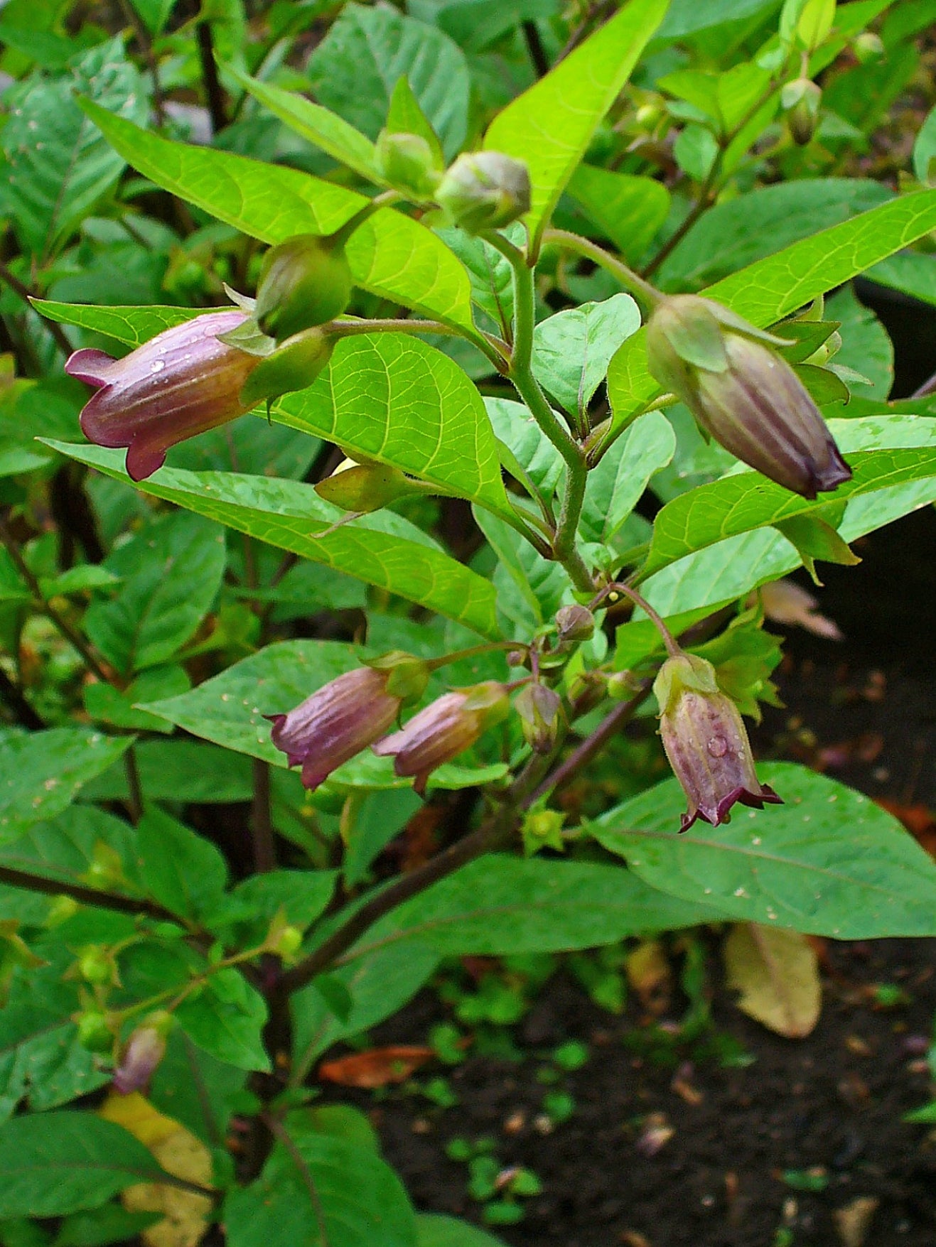 Belladonna Flower seeds for Planting Hardy Variety Heirloom & GMO Free Seeds for Home Garden